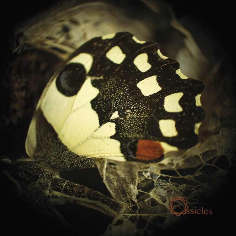 Karisma Records - Ossicles - Music For Wastelands - Album cover