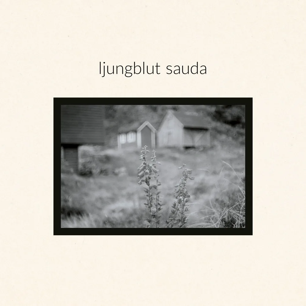 Ljungblut - Sauda